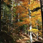 公寓 Apartmajsko Naselje Ribnisko Pohorje Ribnica na Pohorju