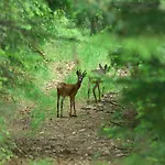 Apartmajsko Naselje Ribnisko Pohorje شقة *