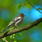 Apartmajsko Naselje Ribnisko Pohorje * Ribnica na Pohorju