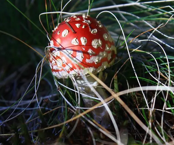 Διαμέρισμα Apartmajsko Naselje Ribnisko Pohorje