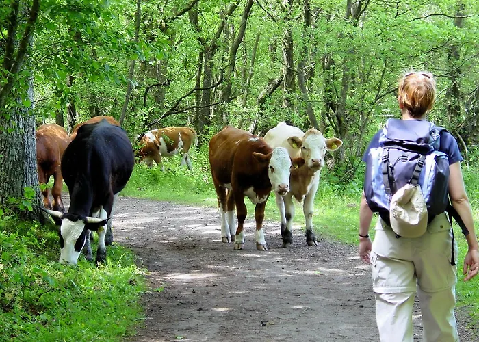 Apartmajsko Naselje Ribnisko Pohorje Apartment Ribnica na Pohorju