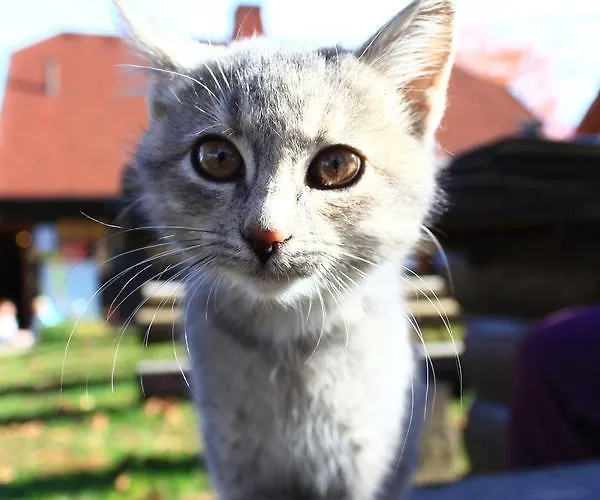 Διαμέρισμα Apartmajsko Naselje Ribnisko Pohorje *