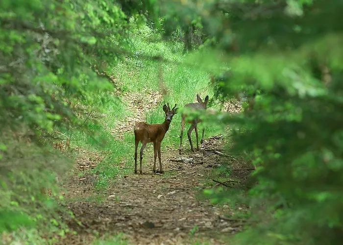 Apartmajsko Naselje Ribnisko Pohorje Apartment *