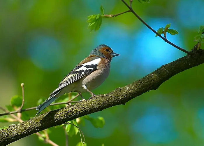 أبارتماجسكو ناسيلجي ريبنيشكو بوهورجي * Ribnica na Pohorju