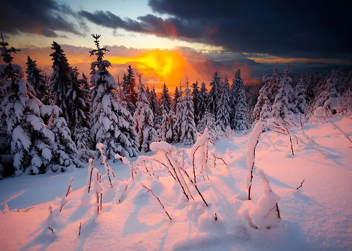 أبارتماجسكو ناسيلجي ريبنيشكو بوهورجي