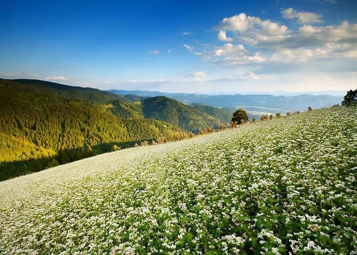 Apartmajsko Naselje Ribnisko Pohorje * Ribnica na Pohorju